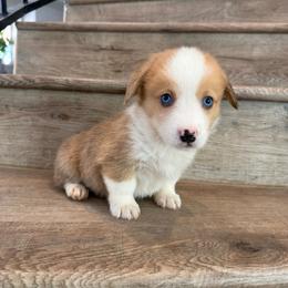 Feta - Red female Pembroke Welsh Corgi puppy in Phelan, California from Desert Sunset Pembroke Welsh Corgis