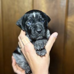 Boy 1 - male German Shorthaired Pointer puppy in Penn Valley, California from Finnan's Ranch German Shorthaired Pointers