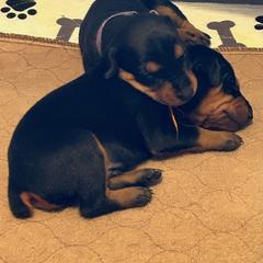 German Pinscher Puppies from LinDee Kennel