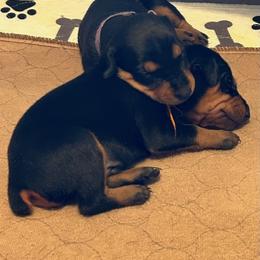 German Pinscher Puppies from LinDee Kennel