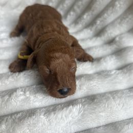 AKC Yellow Collar - Red  male Poodle puppy in Powder Springs, Georgia from West Cobb Dogs