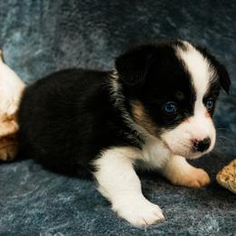 American Corgi, Cardigan Welsh Corgi, and Pembroke Welsh Corgi Puppies from Cal Beach Corgis