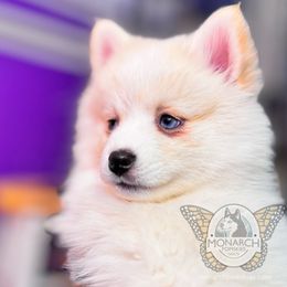 Elsa - White Pomsky puppy in Greeley, Colorado from Monarch Pomskies | Northern Colorado