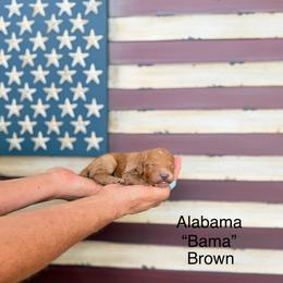 Alabama - Red  male Goldendoodle puppy in Springville, Utah from JW Doodles
