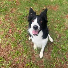 Sparrow - Black and white male Border Collie puppy in Fortson, Georgia from Southern Wind Farms
