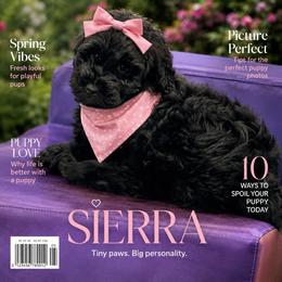 Sierra - Black female Goldendoodle puppy in Aurora, Illinois from Chicago Goldendoodles