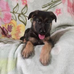 ACE - Black and red male German Shepherd puppy in Whitewater, California from Vom Haus Metzler Shepherds