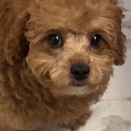 Fifi - Brown female Poodle puppy in Chino, California from TT Poodles