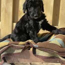 Bernedoodle Puppies from Paws of the Vineyard