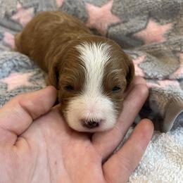 Girl2 - Blenheim female Cavapoo puppy in Sugarcreek, Ohio from True Hearted Doodles