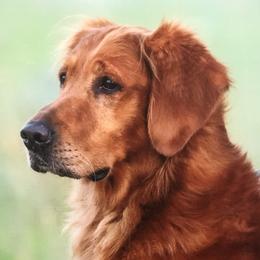 Kash - Golden Retriever