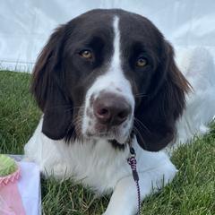 Curie - Drentsche Patrijshond