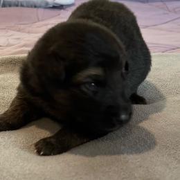 Boy 4-L blue - Black and tan male German Shepherd puppy in Sharon Grove, Kentucky from Julie’s Shepherds