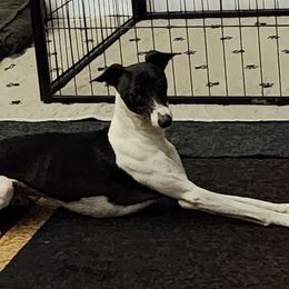 Dibbs - Italian Greyhound