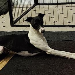 Dibbs - Italian Greyhound