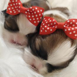 Shih Tzu Puppies from Trinity Shihtzu's So Calif