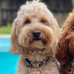 Double Doodles from Crossfield Doodles Gulf Coast