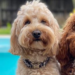 Double Doodles from Crossfield Doodles Gulf Coast
