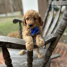 Gerald - Apricot male Goldendoodle puppy in Mint Hill, North Carolina from DoodleForever