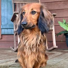 Cash - Dachshund