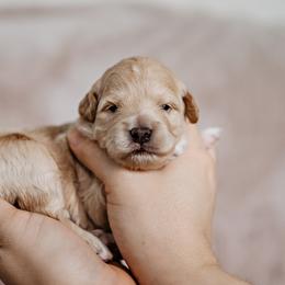 Goldendoodle Puppies from Emma Doodles