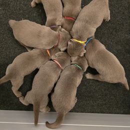 Labrador Retriever Puppies from Ellis Labs