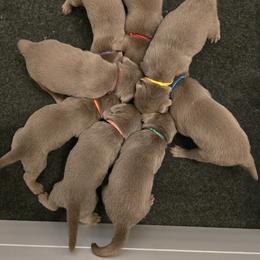 Labrador Retriever Puppies from Ellis Labs