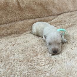 Mr. Green Blue - Wheaten male Scottish Terrier puppy in Perris, California from CVS Giant Schnauzers