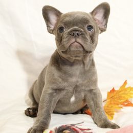 Piglet - Brindle female French Bulldog puppy in Middle Township, New Jersey from 609 Frenchies