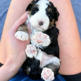 Tris - Tri-color female Bernedoodle puppy in Wamego, Kansas from Doodles of Oz