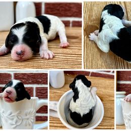 Goldendoodle and Poodle Puppies from SnickerDoodlePups