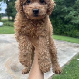 Akc Reba - Red  female Poodle puppy in Kalamazoo, Michigan from Creekside Ranch