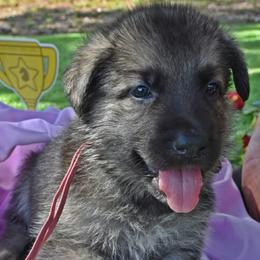 Hot Pink Girl - Black and cream female Shiloh Shepherd puppy in Dover, Florida from Heritage Shilohs