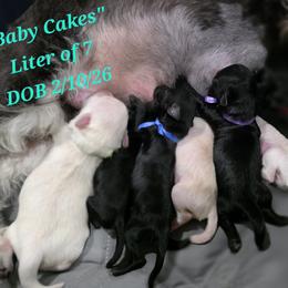 Miniature Schnauzer puppies from SoCal Beards and Brows
