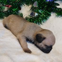 Boy 4 - male Pug puppy in Blountsville, Alabama from Rock Springs Pugs