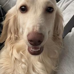 Lola - Dachshund