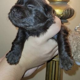 Yorkipoo and Yorkshire Terrier Puppies from Danza Bolo