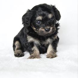 Girl 2 - Black and tan female Cavapoo puppy in Lawton, Oklahoma from Lindsey’s Cavies
