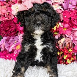 Chai - Phantom female Bernedoodle puppy in Otisville, Michigan from Danie’s Darling Doodles LLC