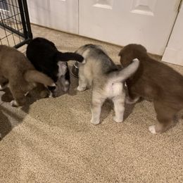 Siberian Husky Puppies from Myths and Legends Siberian Huskies