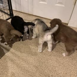 Siberian Husky Puppies from Myths and Legends Siberian Huskies