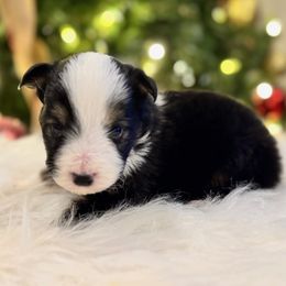 Jax - Black tri male Miniature American Shepherd puppy in Ash Grove, Missouri from 3 Barrels Farms, LLC