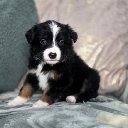 Stone - Black tri male Miniature Australian Shepherd puppy in Killen, Alabama from Wilkers Wholehearted Mini Aussies