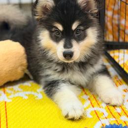 Kylian - Black and white female Pomsky puppy in Centerville, Iowa from LJ Kennels Pomskies, LLC