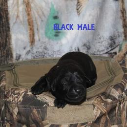 Labrador Retriever Puppies from Copper Creek Outfitters and Kennel