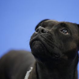 Staffordshire Bull Terrier All Grown Up from Freystaff Staffordshire Bull Terriers