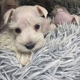 Shiro - White male Miniature Schnauzer puppy in Calera, Alabama from Burnett Cove Kennels