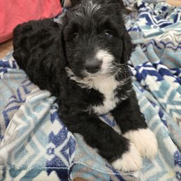 Mickey - Black and white male Bernedoodle puppy in Mckenzie, Tennessee from Small Town Doodles & Poodles