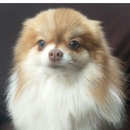 Roxi - Pomeranian