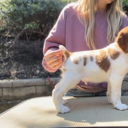 Brittany Puppies from Caliah Brittanys